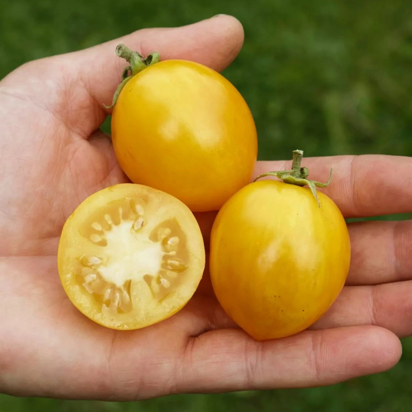 Tomaat Tigerette Cherry biologische zaden