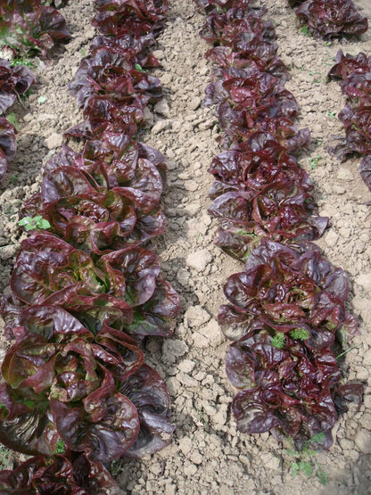 Wintersalade Rode Boterkop (Maribor) biologische zaden