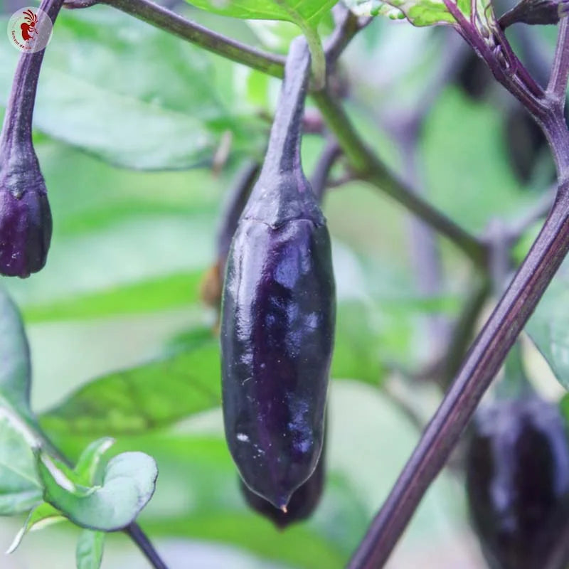 Hete Peper Variegata (Trifetti) Biologisch