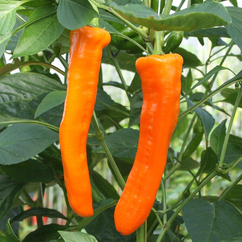 Zoetpuntpaprika 'Kyra' Biologisch