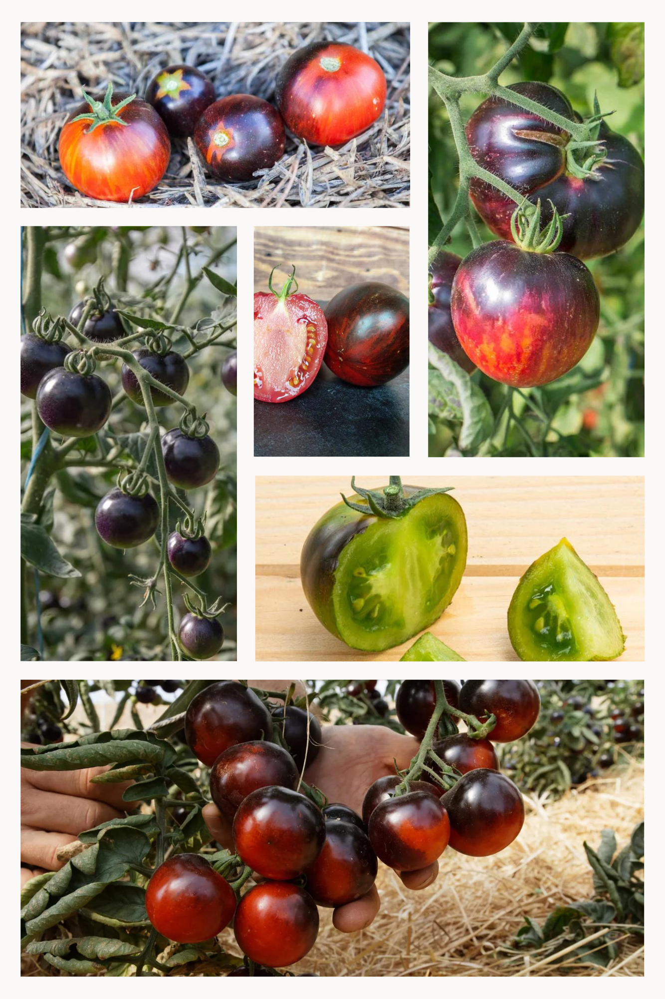 Biologische Zwarte Tomatenmix Zadenset