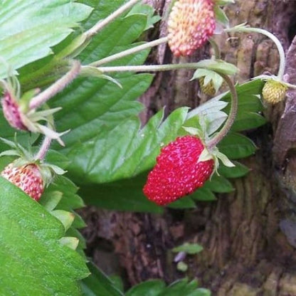 Aardbei 4 seizoenen "Reine des Vallées" zaden biologisch