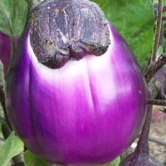 Aubergine Rotonda bianca sfumata di rosa zaden biologisch