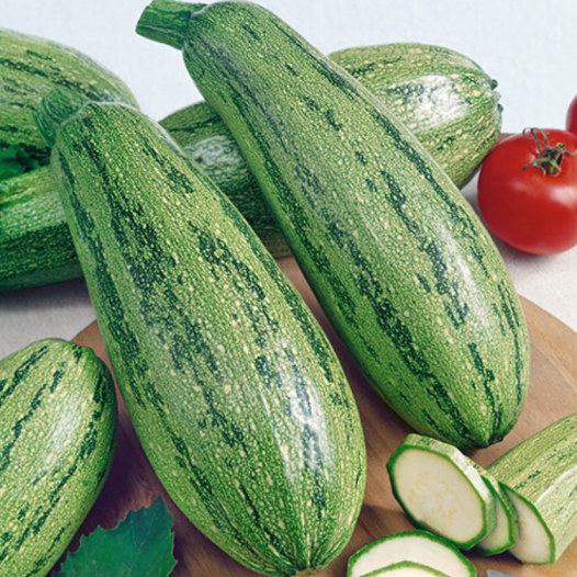 Courgette Caserta zaden biologisch