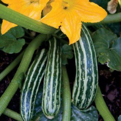 Courgette Cocozelle de Tripolis zaden biologisch