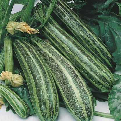 Courgette Cocozelle de Tripolis zaden biologisch