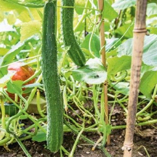 Komkommer Groen Lang uit China (slangenkomkommer) zaden biologisch