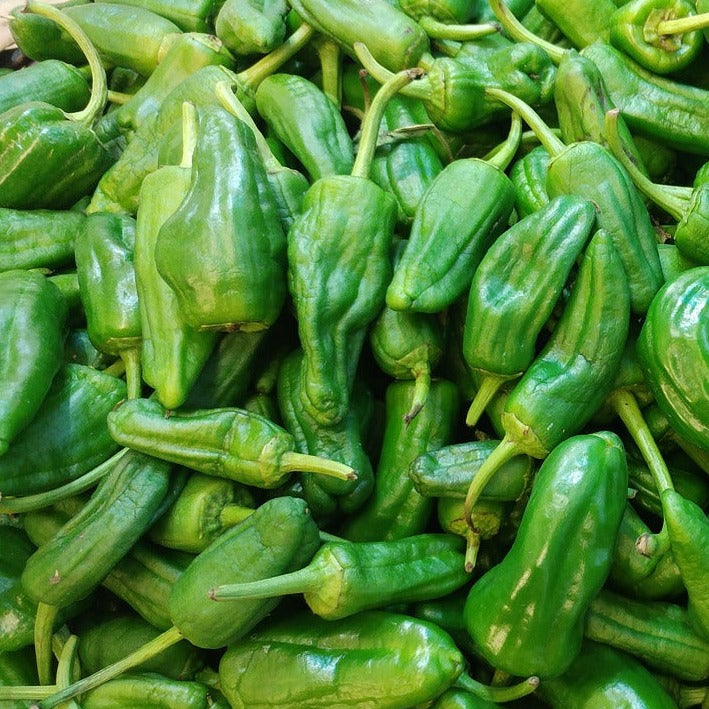 Peper Padron Biologisch