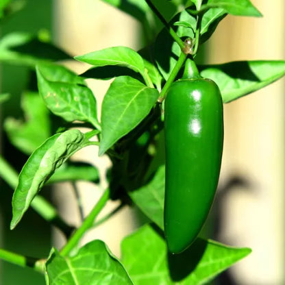 Jalapeño Peper zaden biologisch