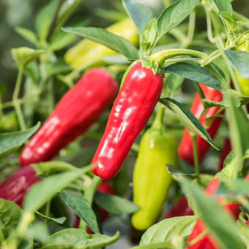 Milde rode/vroege chilipeper pepperoncini Biologisch