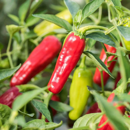 Milde rode/vroege chilipeper pepperoncini Biologisch