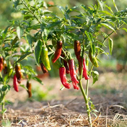 Milde rode/vroege chilipeper pepperoncini Biologisch