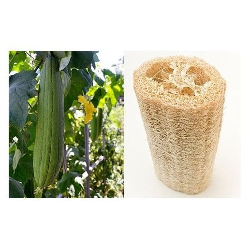 Pompoenspons Luffa zaden biologisch