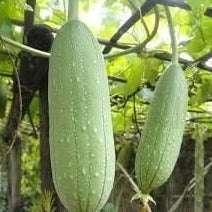 Pompoenspons Luffa zaden biologisch