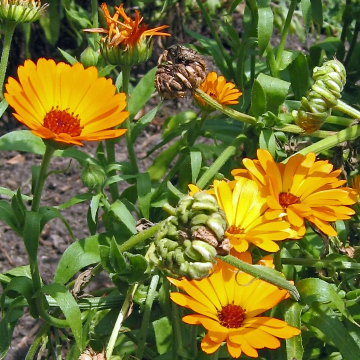 Goudsbloem Marigold zaden biologisch (calendula)