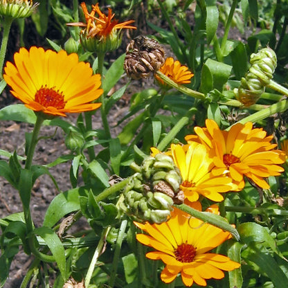 Goudsbloem Marigold zaden biologisch (calendula)