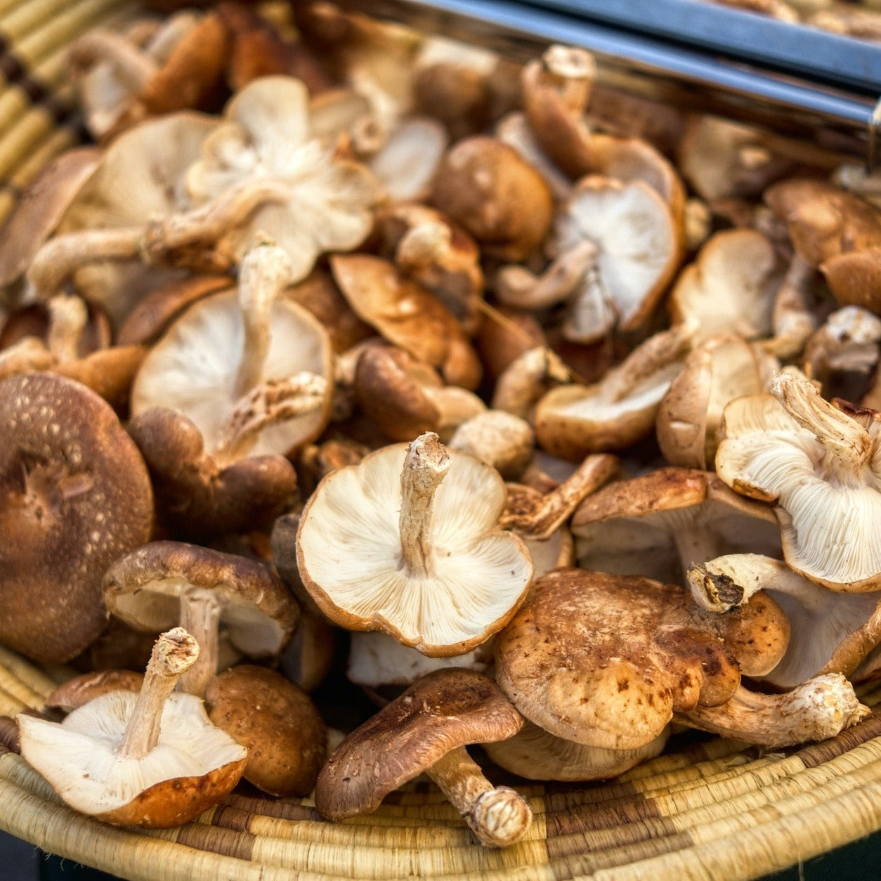 Biologische kweekset Shiitake champignons 3L