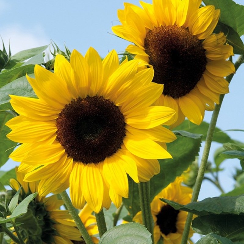 Zonnebloem decoratieve mengeling zaden biologisch