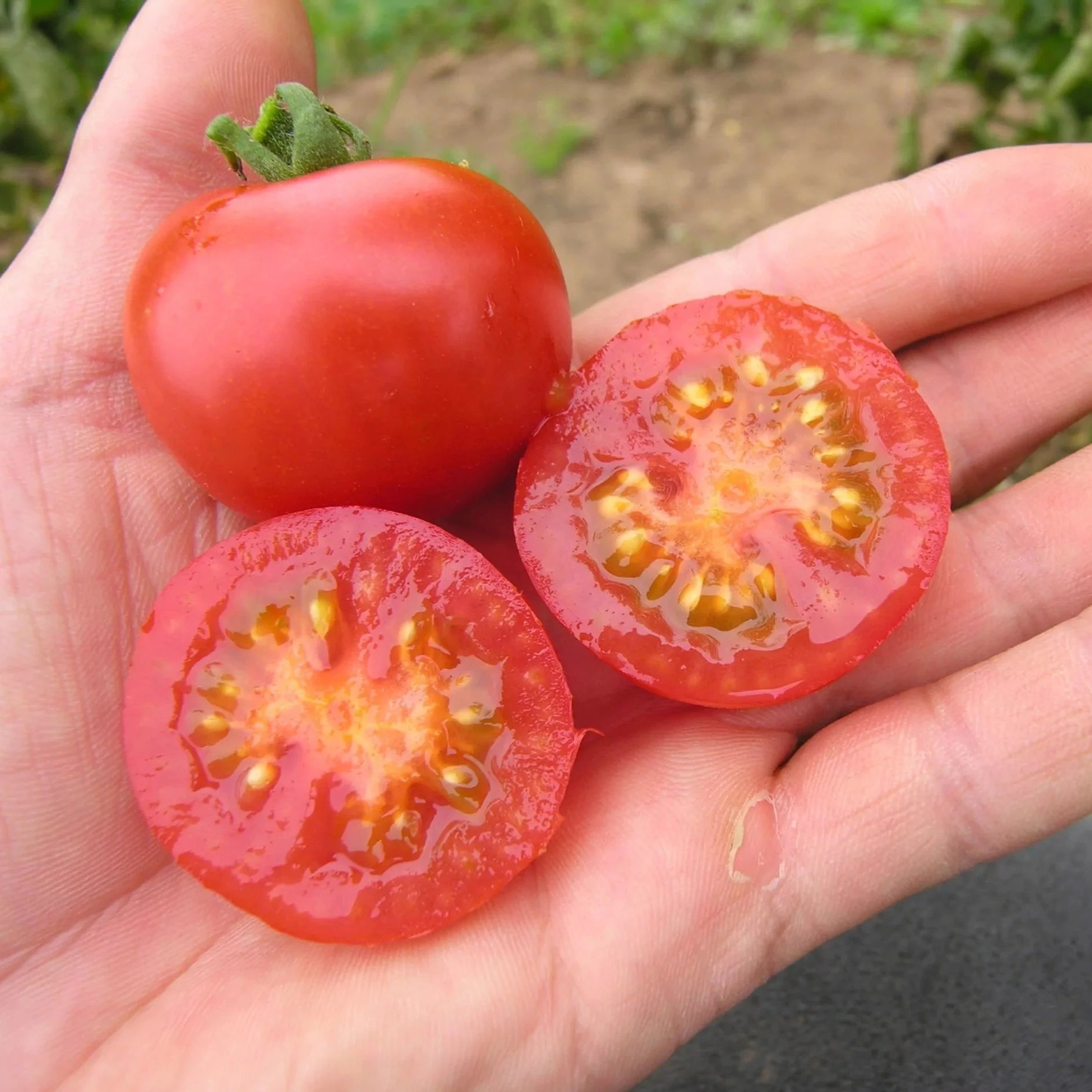 Tomaat Primavera biologische zaden