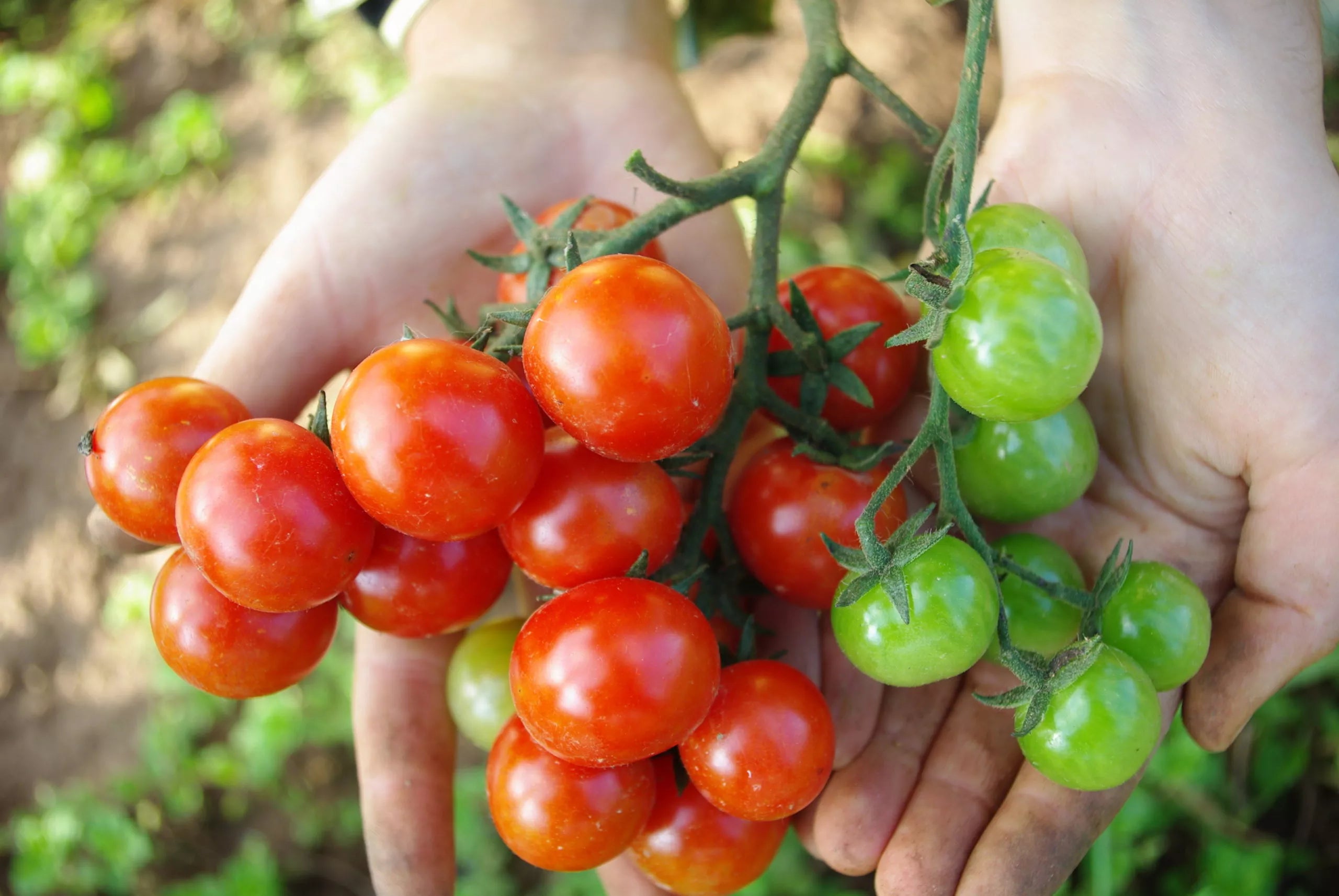 Tomaat Primavera biologische zaden