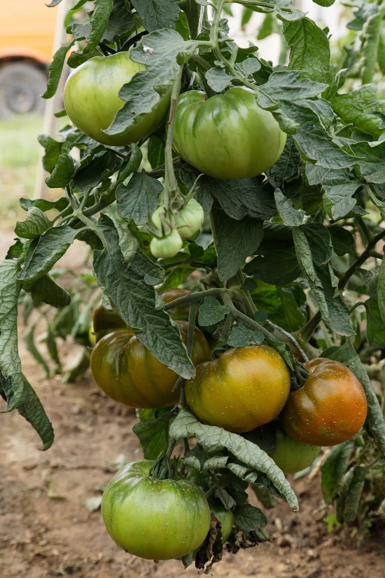 Tomaat Ananori biologische zaden