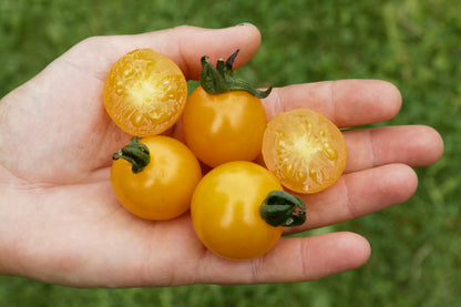 Kleine balkonbox Culinaris