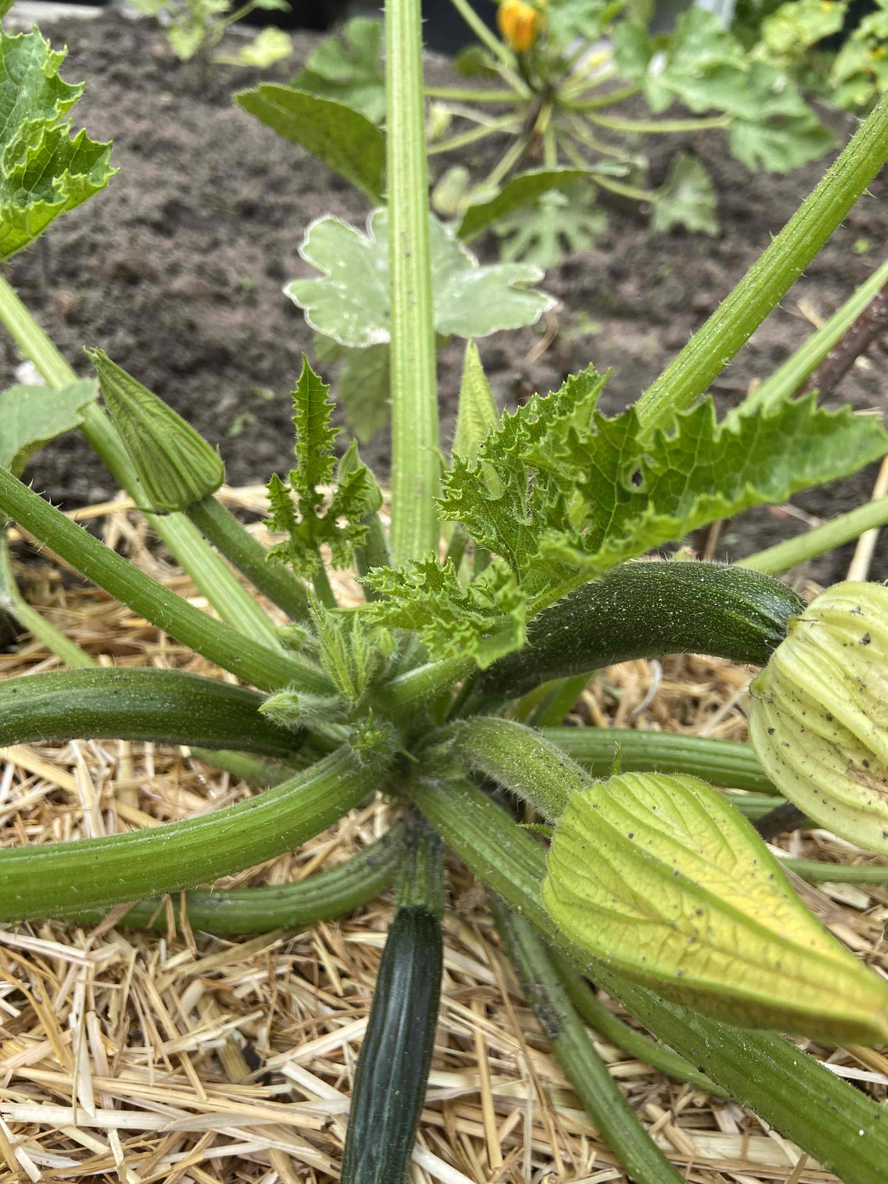 Organic Courgette Black Beauty zaden