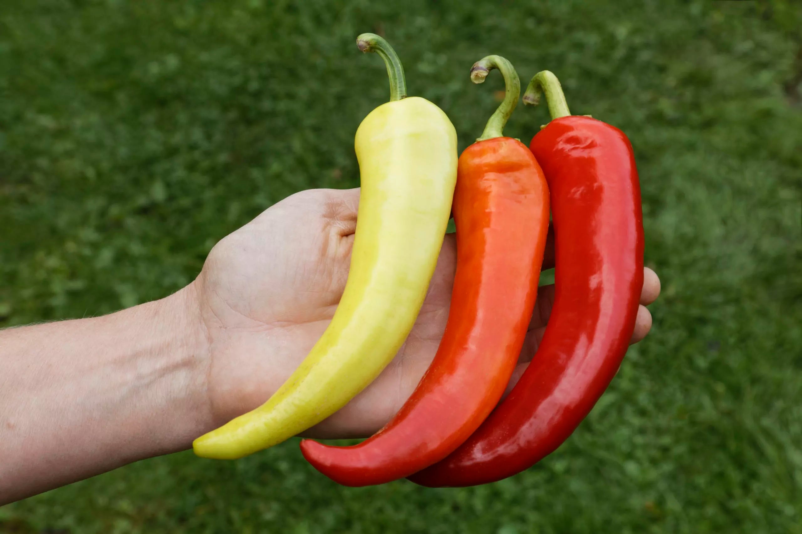 Kleine balkonbox Culinaris