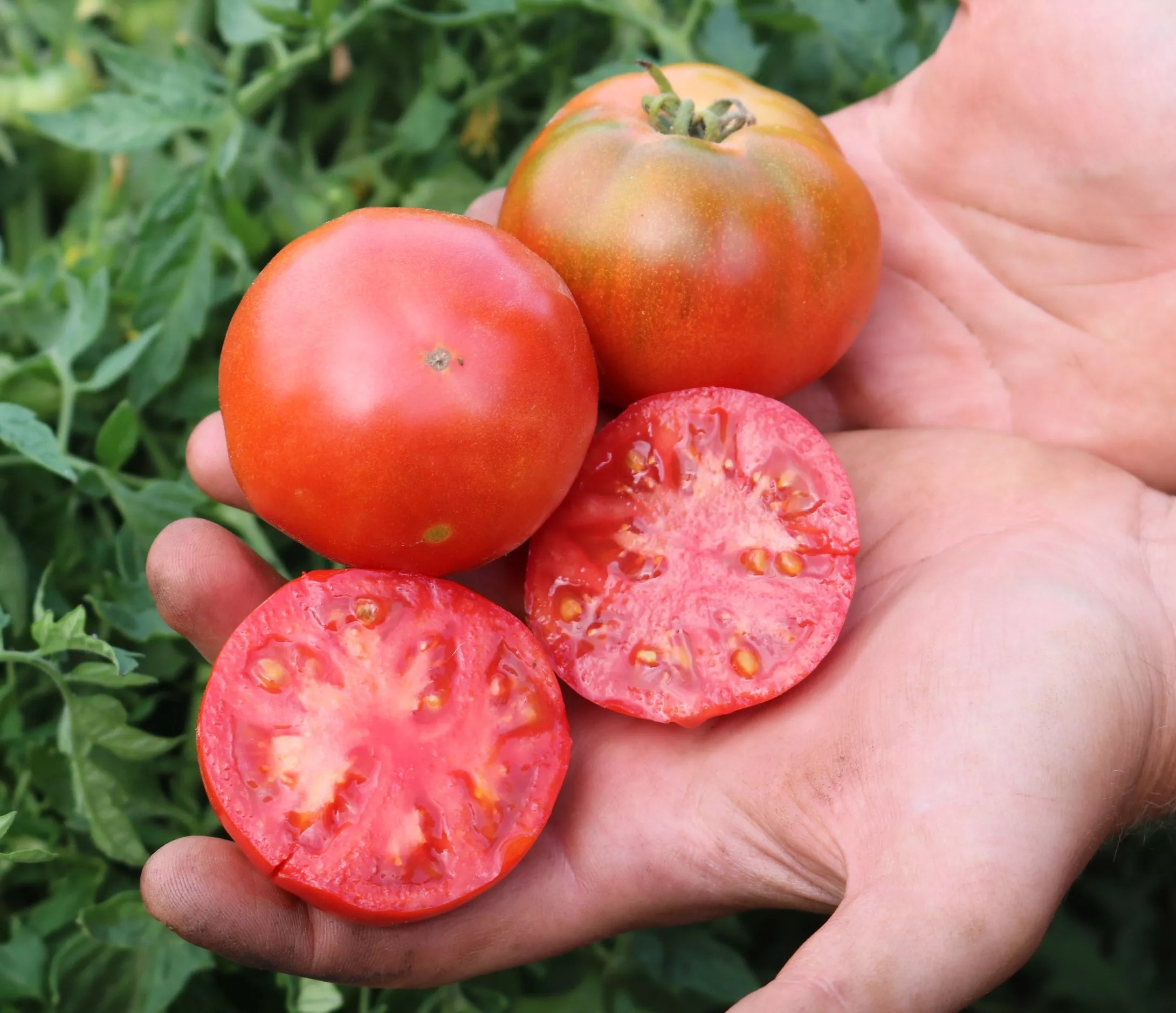 Kleine balkonbox Culinaris