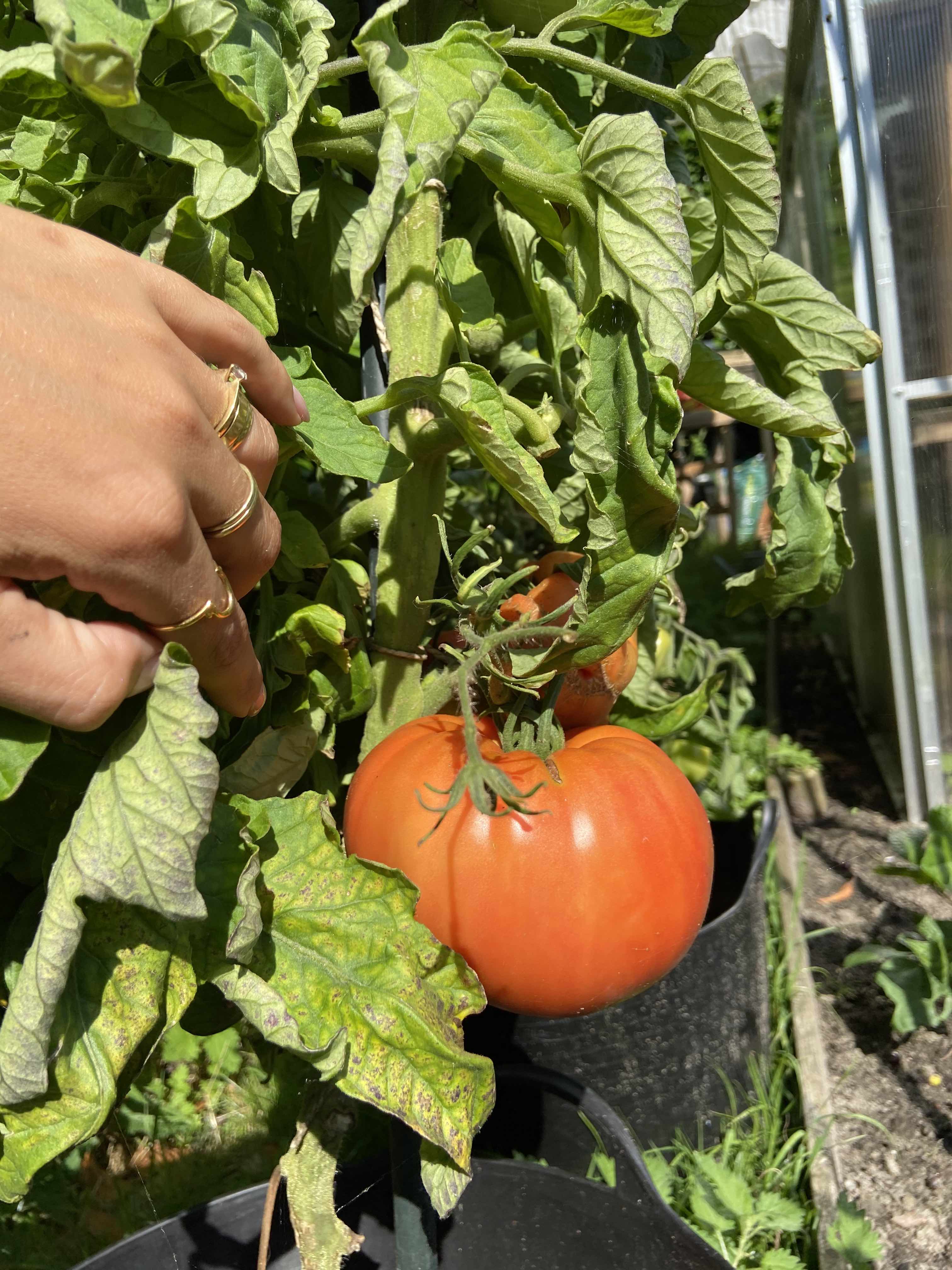 Organic Tomaat Marmande zaden