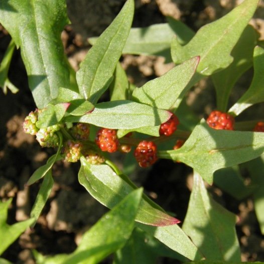 Aardbeispinazie zaden biologisch