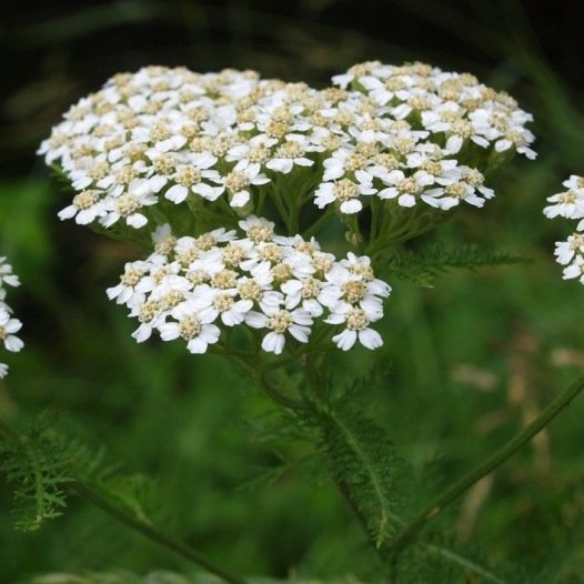 Duizendblad zaden biologisch