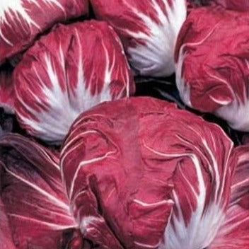 Andijvie Radicchio Rouge de Vérone zaden biologisch