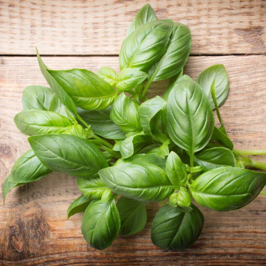 Basilicum groot groen zaden biologisch