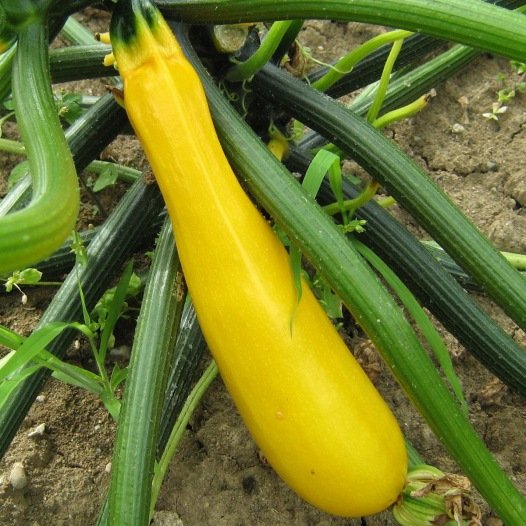 Courgette geel zaden biologisch