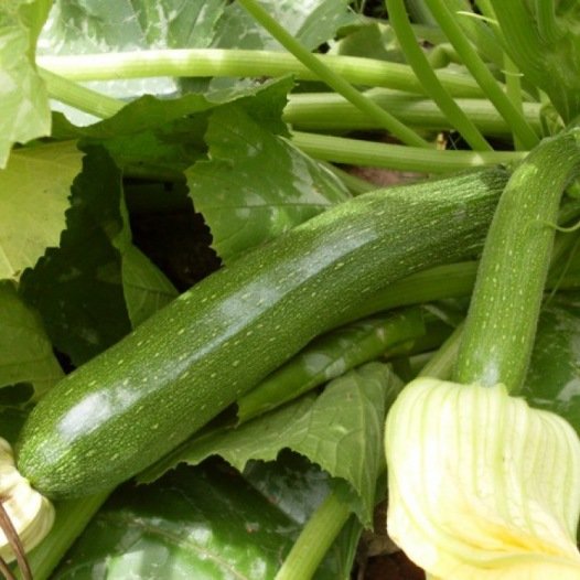 Courgette Mutabile zaden biologisch