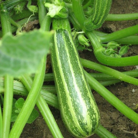 Courgette Verte d'Italie zaden biologisch