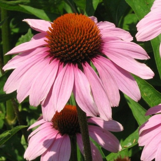 Echinacea Purpurea biologisch