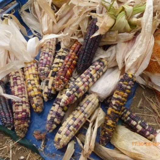 Maïs-zoete meerkleurig Inca Rainbow zaden biologisch