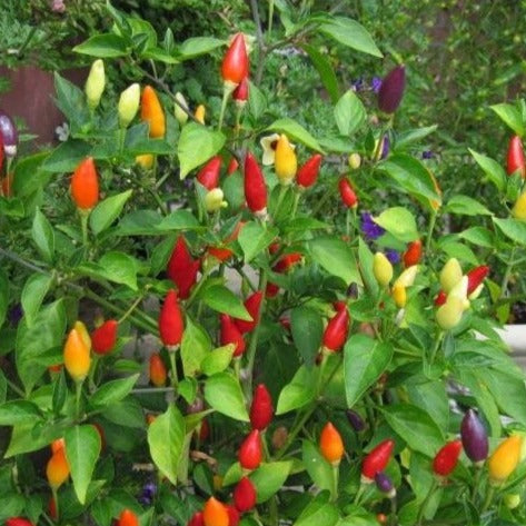 Peper Numex Twilight zaden biologisch