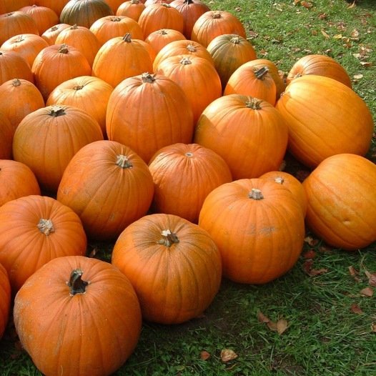 Pompoen Jack O'Lanterne zaden biologisch