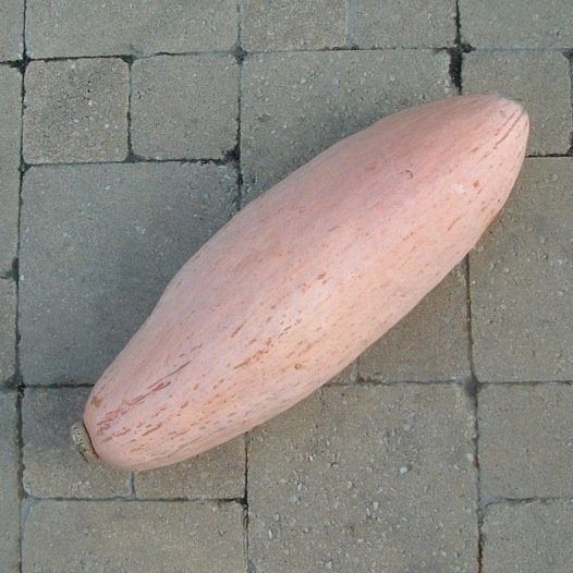 Pompoen Pink Jumbo Banana zaden