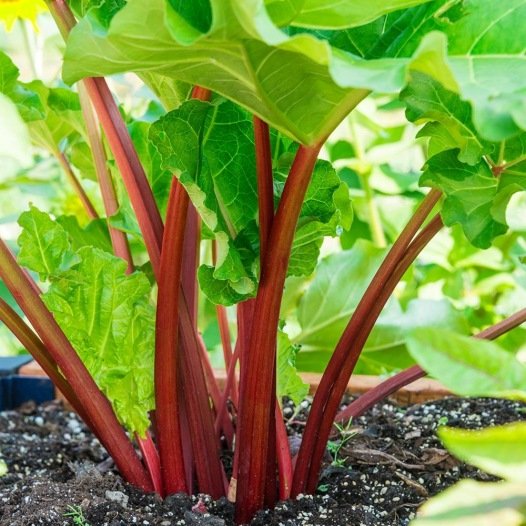 Rabarber Rood zaden biologisch